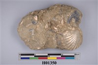 藏品(帆立貝化石)的圖片